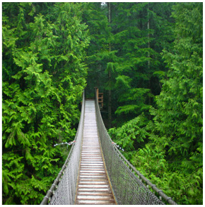 A rope bridge extending into trees