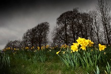 Daffodils with a dark sky