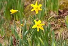 Daffodils