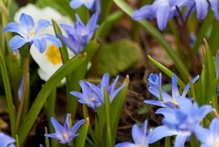 Blue flowers