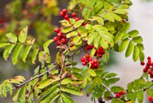 A tree with red berries