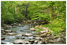 A pebble filled stream