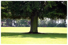 Single large oak tree