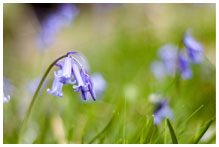 bluebells in a meadow