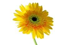 Yellow Daisy Flower