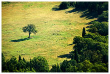 A tree standing apart from a larger group of trees