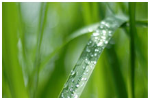 A blade of grass with droplets of water on it