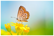 A butterfly on a flower