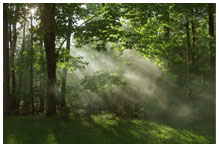 A dense misty part of forest with sun light appearing through the trees