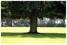 A large single oak tree casting a dark shadow