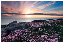 A sun set over the sea with pink flowers in the foreground
