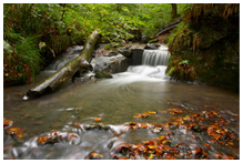 A shallow waterfall with leaves in the water.